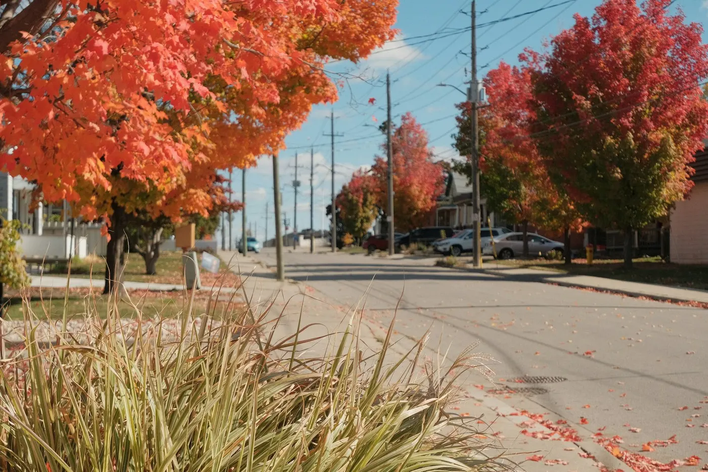 Red and orange maple trees lining a residential street in Kitchener, Ontario