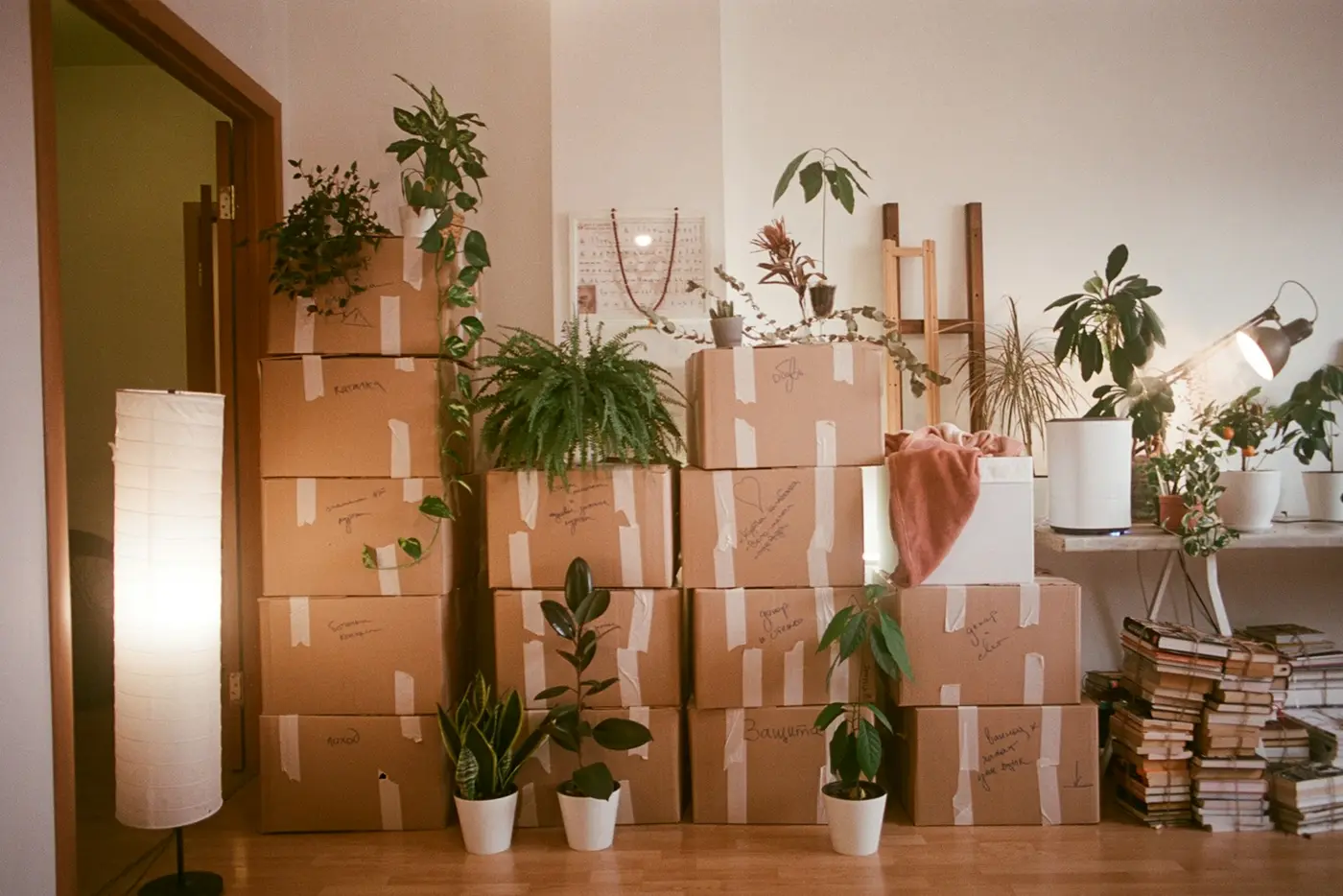 Living room stacked with packed moving boxes and house plants while an estate home is cleared